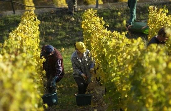 全球葡萄酒總產(chǎn)量下降8.2%，2018葡萄酒漲價(jià)已成定勢(shì)